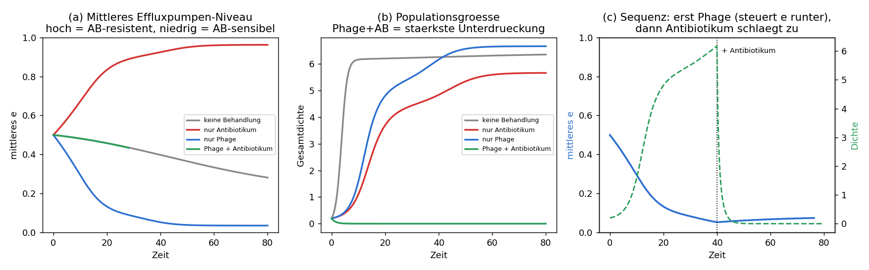 Phagen-Steering / kollaterale Sensitivität: (a) mittleres Effluxpumpen-Niveau — Antibiotikum allein treibt es hoch (resistent), Phage allein treibt es runter (= wieder antibiotika-empfindlich); (b) Populationsgröße — nur die Kombination Phage+Antibiotikum löscht die Population aus; (c) Sequenztherapie — erst steuert der Phage das Merkmal nach unten, dann bricht die Dichte unter Antibiotikum ein.